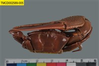 藏品(北方丑招潮蟹)的圖片